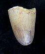 Cretaceous Fossil Crocodile Tooth - Morocco #19125-1